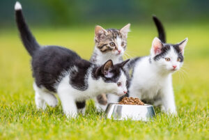 Is-food-based-enrichment-for-cats-effective-to-be-happy?