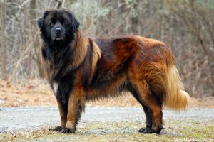 estrela mountain dog breed