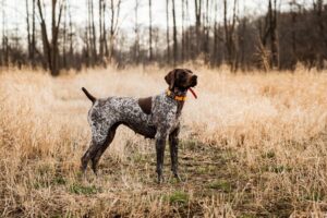 German short haired pointer dog breed