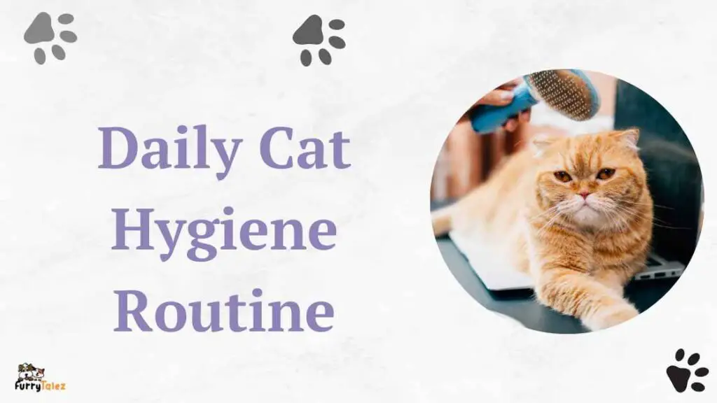 Daily Cat Hygiene Routine