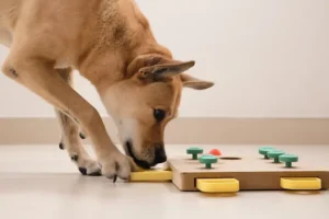 Indoor Mental Stimulation for Your Dog