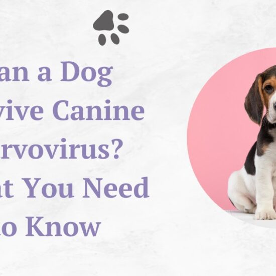 Can a Dog Survive Canine Parvovirus? What You Need to Know