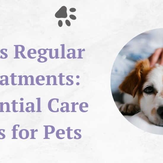 Dogs Regular Treatments: Essential Care Tips for Pets