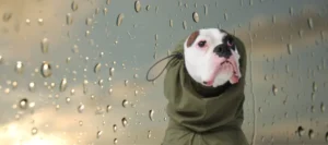 Protection of Your Dog from dog health rainy weather Issues