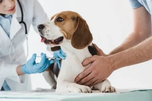 Important Dog Parvo Vaccination