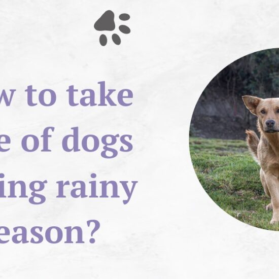 How to take care of dogs during rainy season?