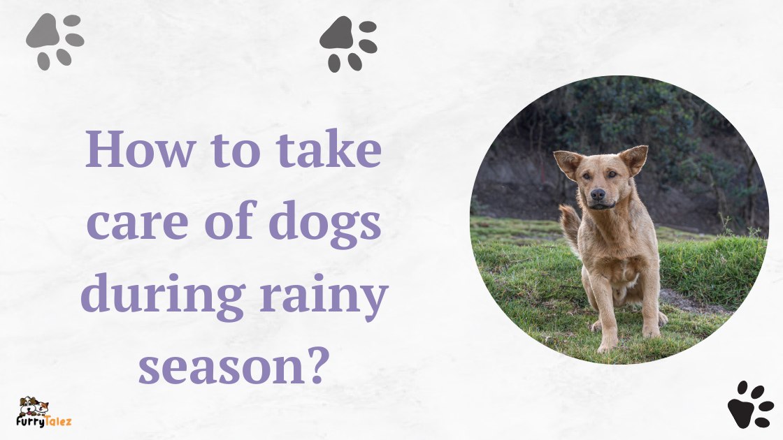 How to take care of dogs during rainy season?