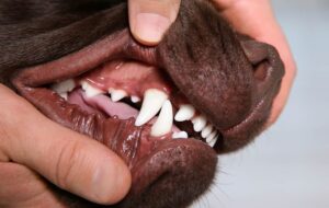 How to maintain dog teeth? 