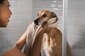 Wet Weather Grooming & Hygiene