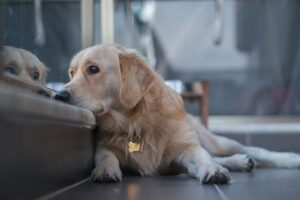 How to Recognize and Address Cancer in Pets?