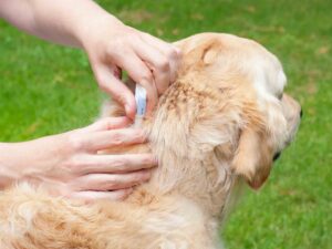 Investigating ticks and fleas