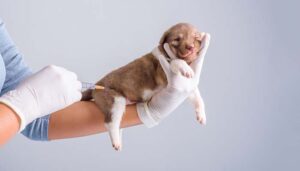 Dog Safety : Parvo Prevention Guide