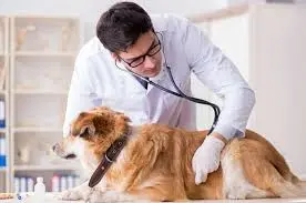 Pets visit the vet 