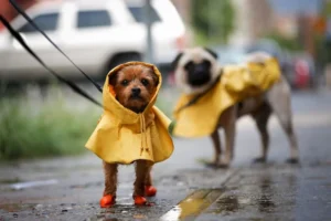 How to Keep Your Dog Comfortable During the Rainy Season?