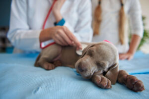 Nursing Home Dog Parvo