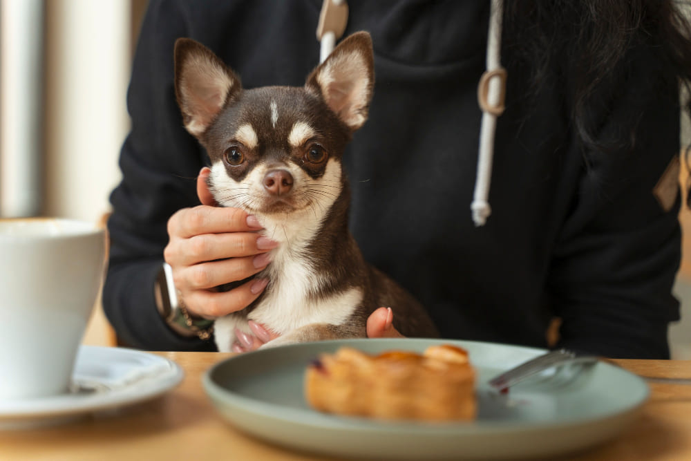 Frenchie small dog eating food