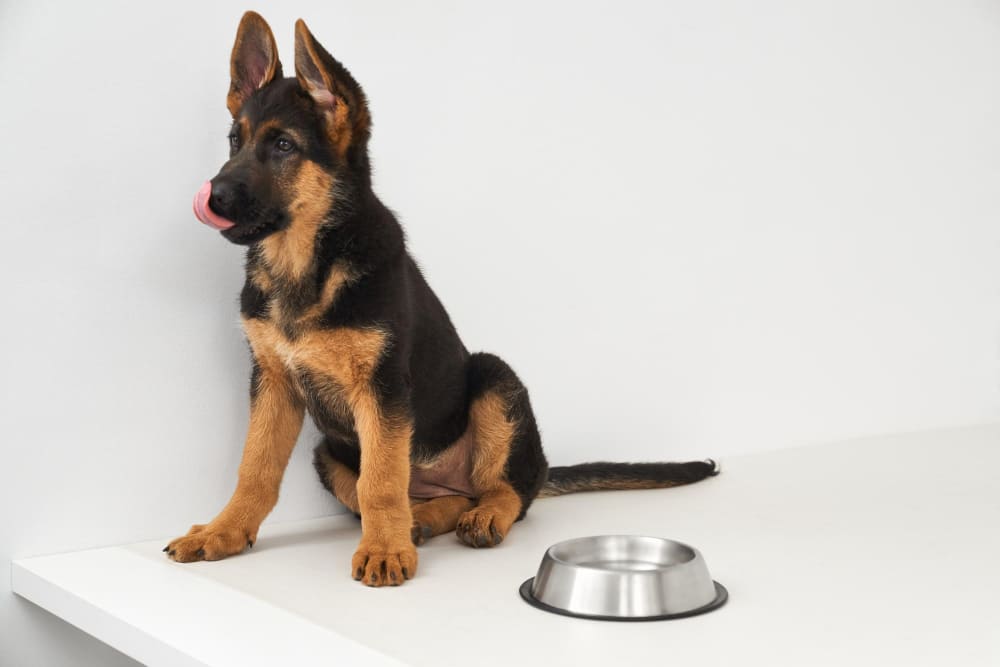 Best Dog Food for German Shepherd Puppy