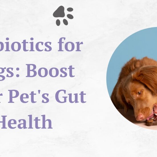 Probiotics for Dogs Boost Your Pet's Gut Health