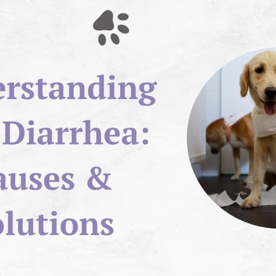 Understanding Dog Diarrhea: Causes & Solutions