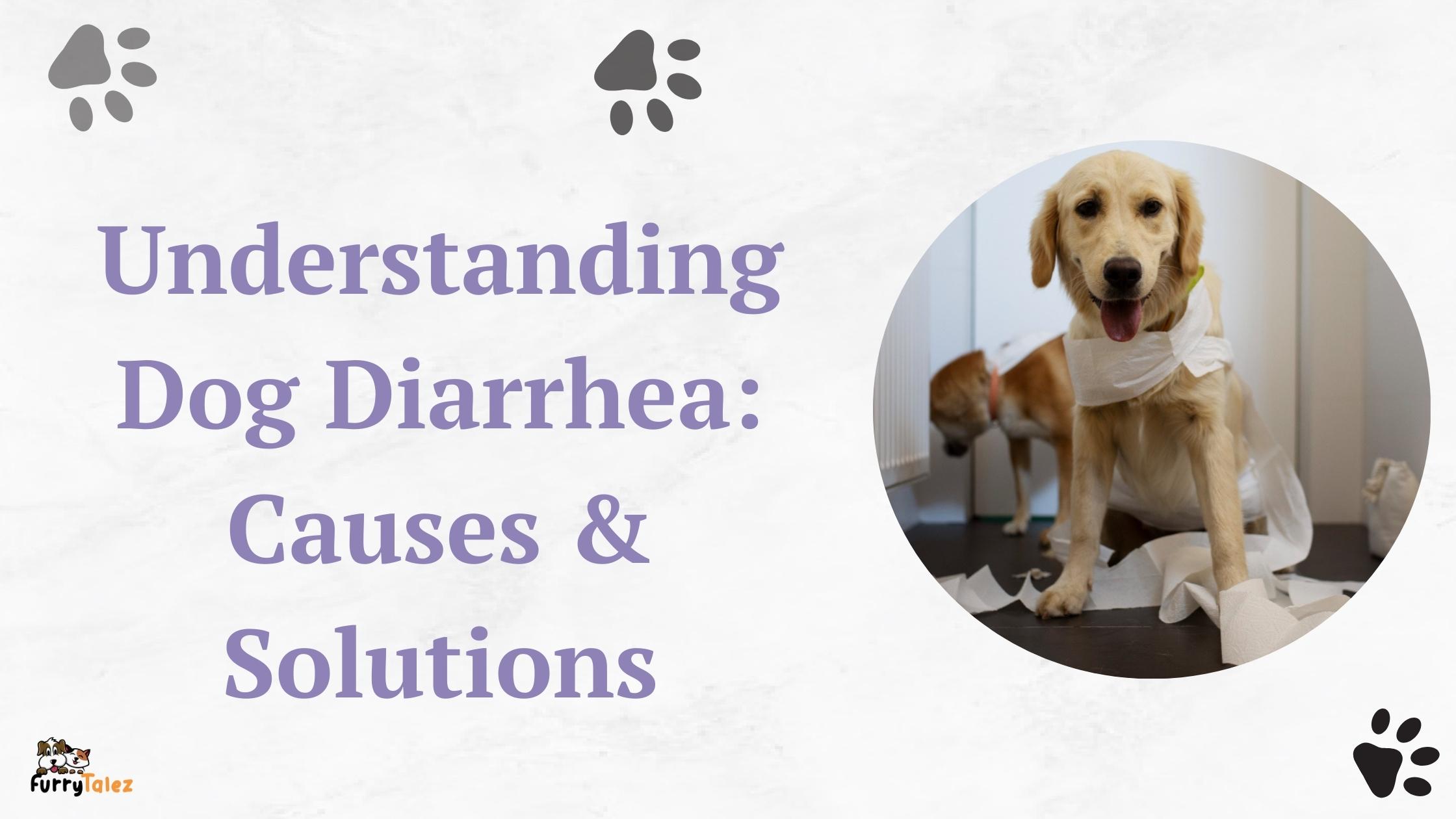 Understanding Dog Diarrhea: Causes & Solutions