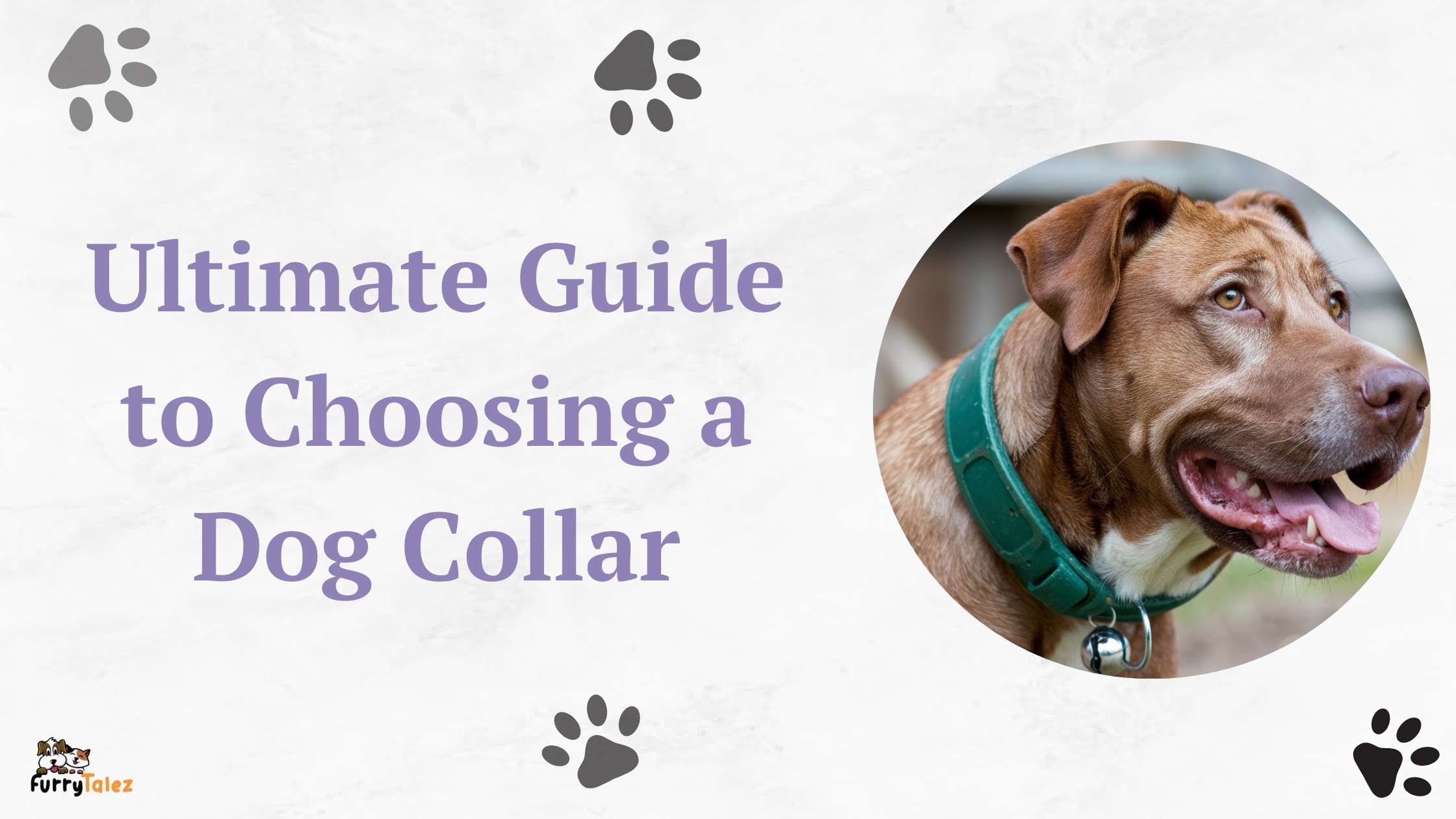 ultimate guide to choosing a dog collar