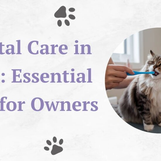 Dental Care in Cats