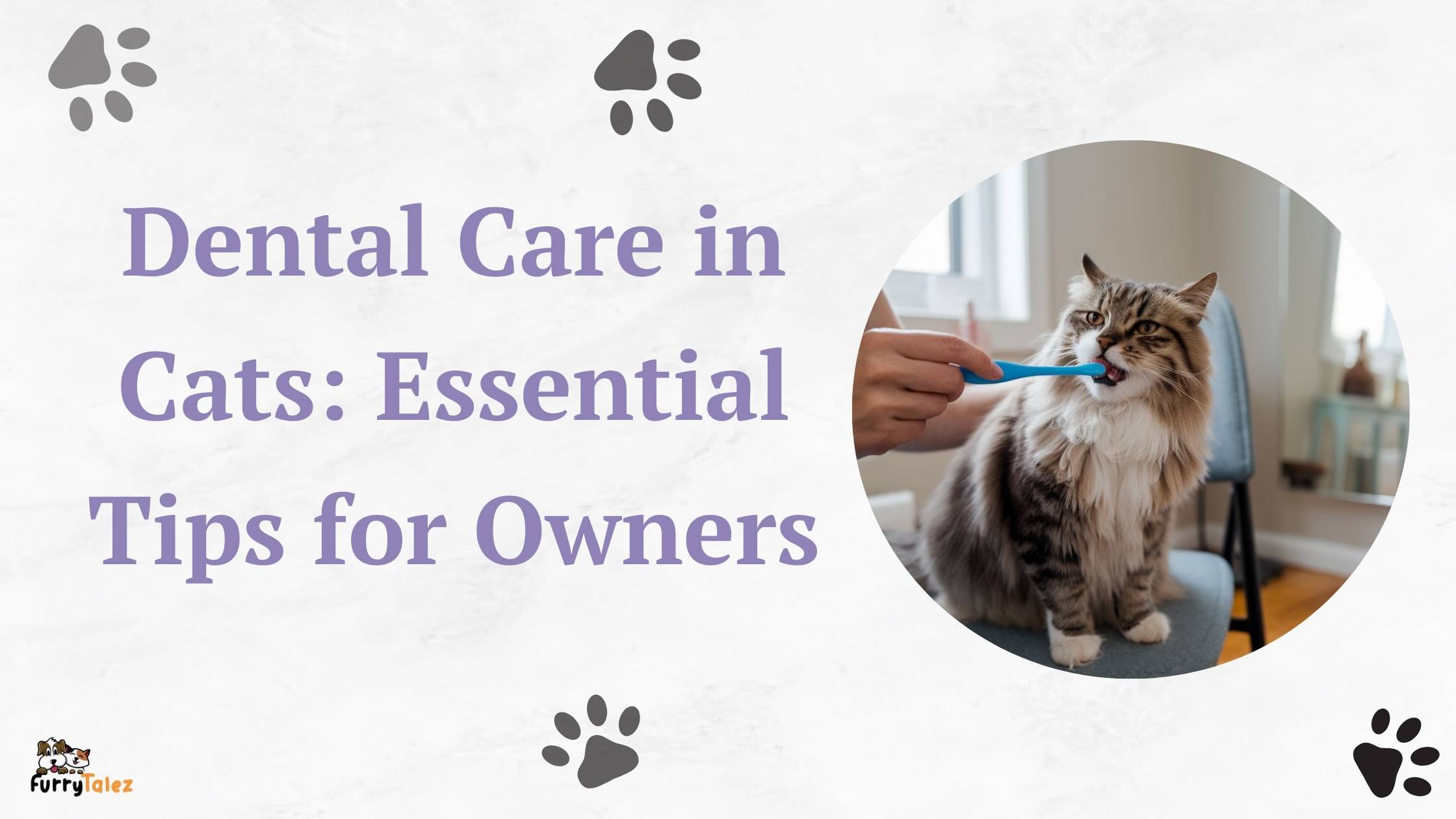 Dental Care in Cats