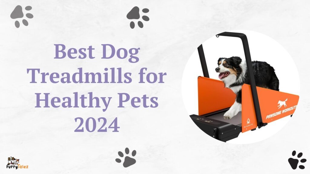 Best Dog Treadmills for Healthy Pets 2024