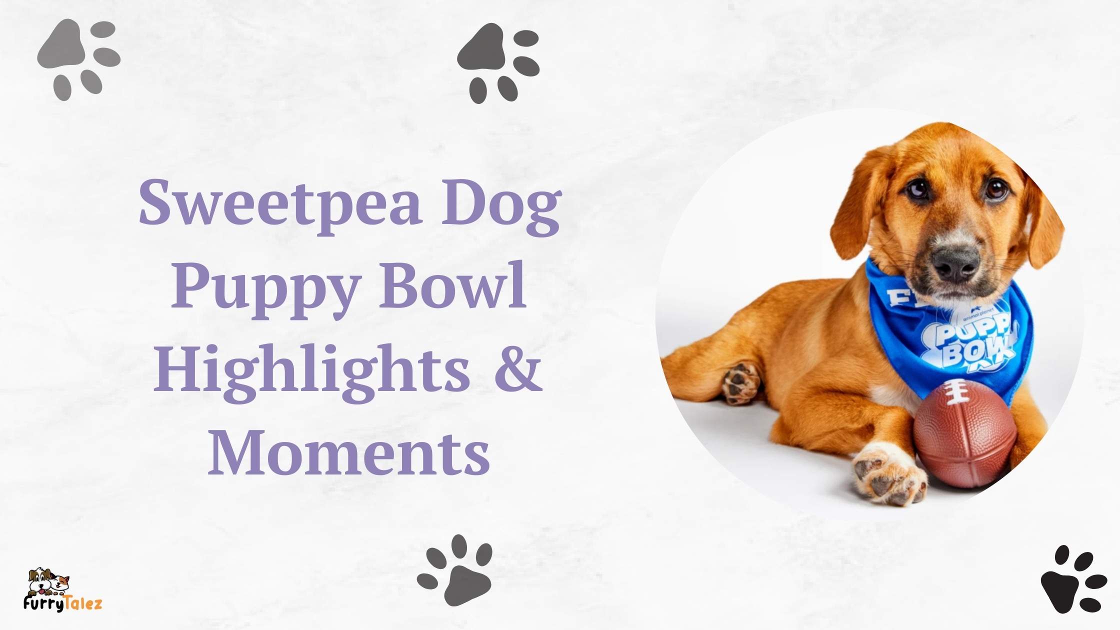 Sweetpea Dog Puppy Bowl